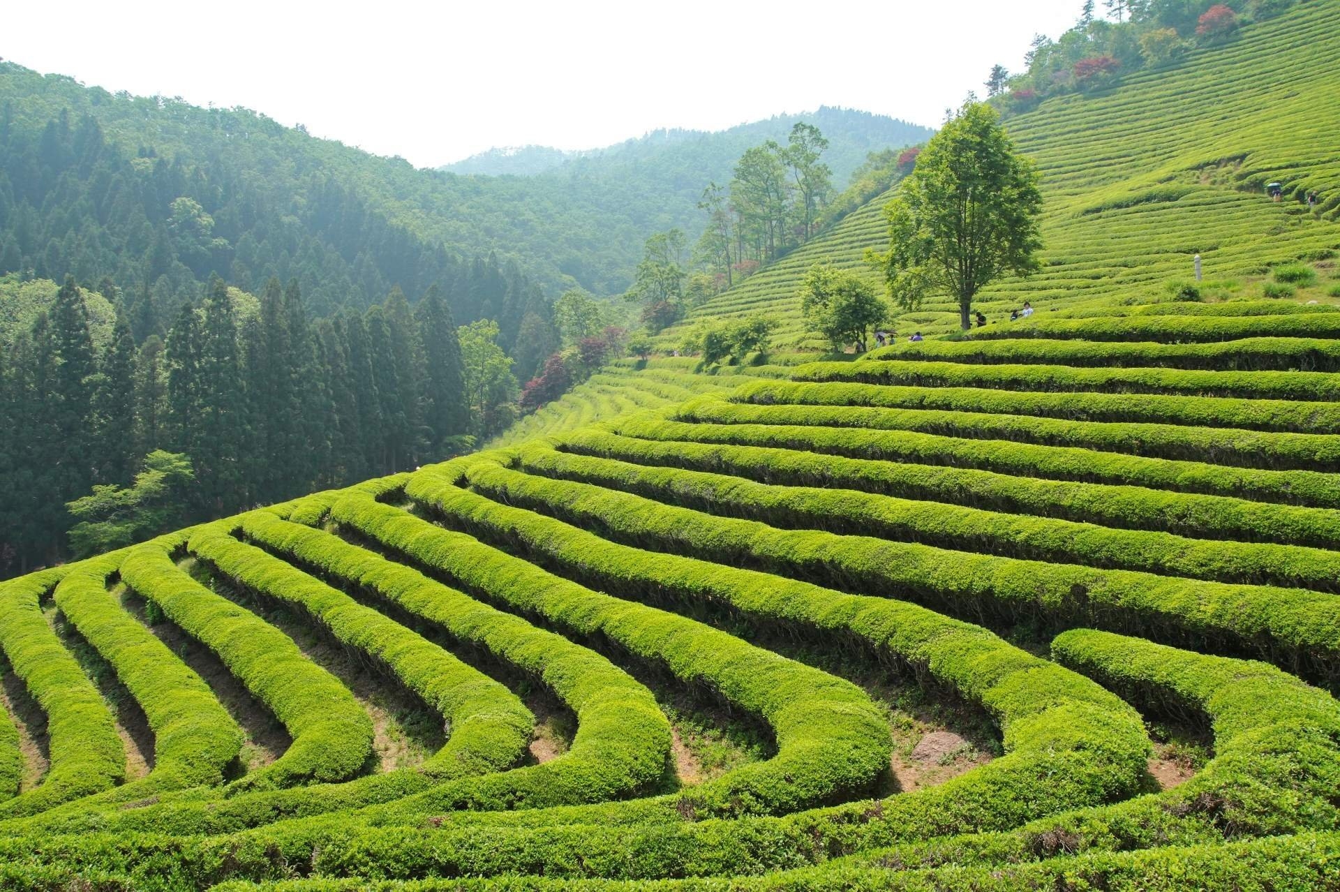 В 2023 году на мацестинских плантациях собрали 312 тонн чая