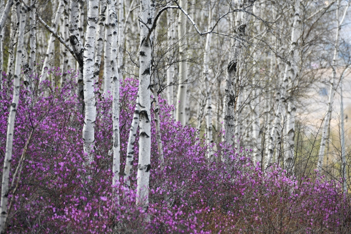 Весенний багульник